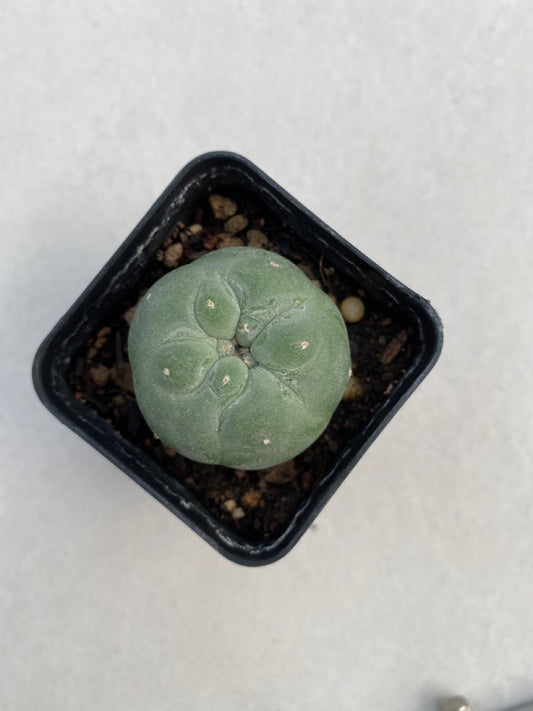 Lophophora williamsii size 4-5 cm ownroot