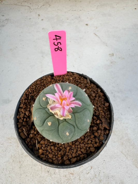 Lophophora williamsii size 5-6 cm own root