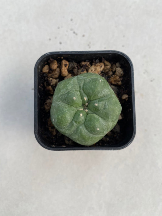 Lophophora williamsii size 4-5 cm ownroot