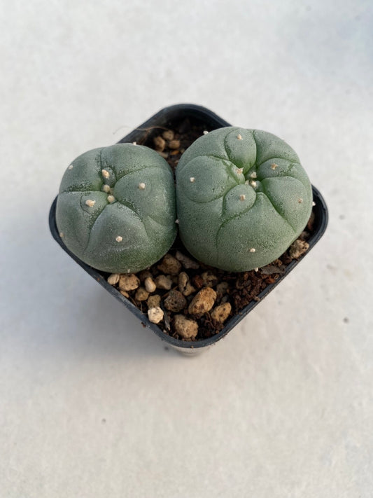 Lophophora williamsii size 4-5 cm ownroot