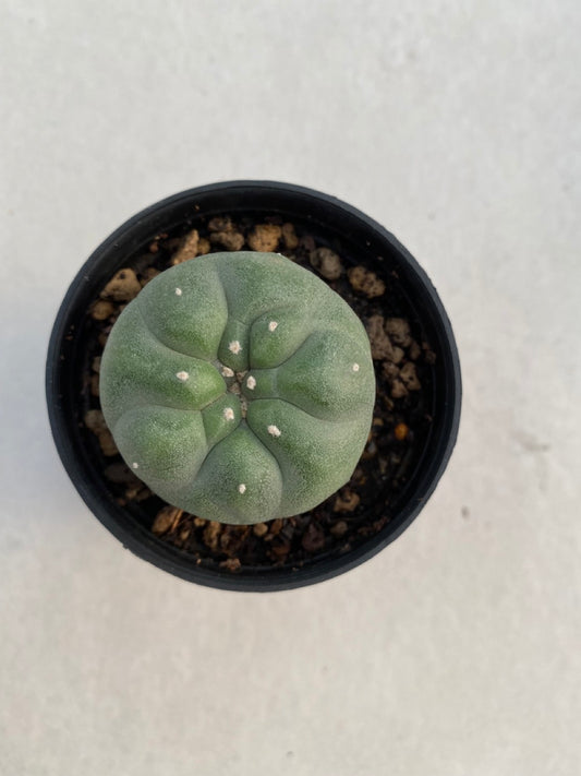 Lophophora williamsii size 4-5 cm ownroot