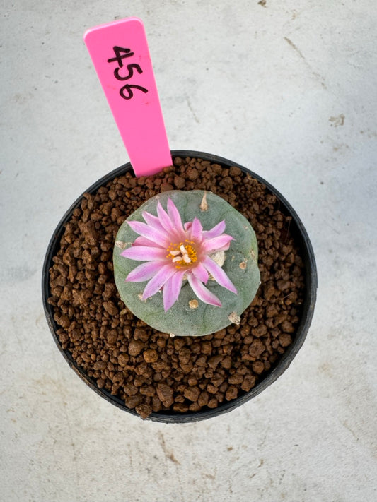 Lophophora williamsii size 5-6 cm own root