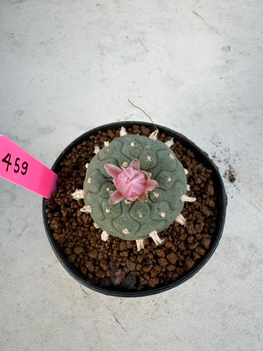 Lophophora williamsii size 5-6 cm own root