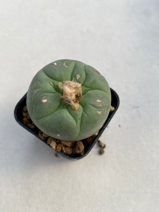 Lophophora williamsii size 4-5 cm ownroot