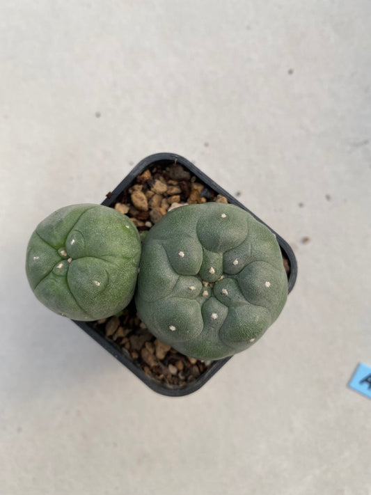 Lophophora williamsii size 4-5 cm ownroot