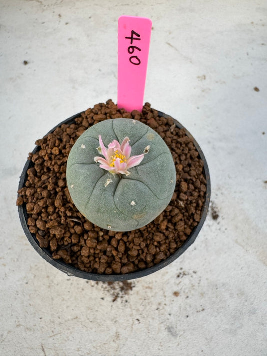 Lophophora williamsii size 5-6 cm own root