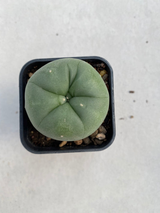 Lophophora williamsii size 4-5 cm ownroot