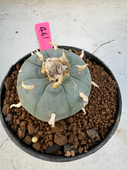 Lophophora williamsii size 5-6 cm own root