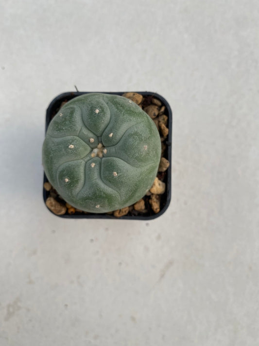 Lophophora williamsii size 4-5 cm ownroot