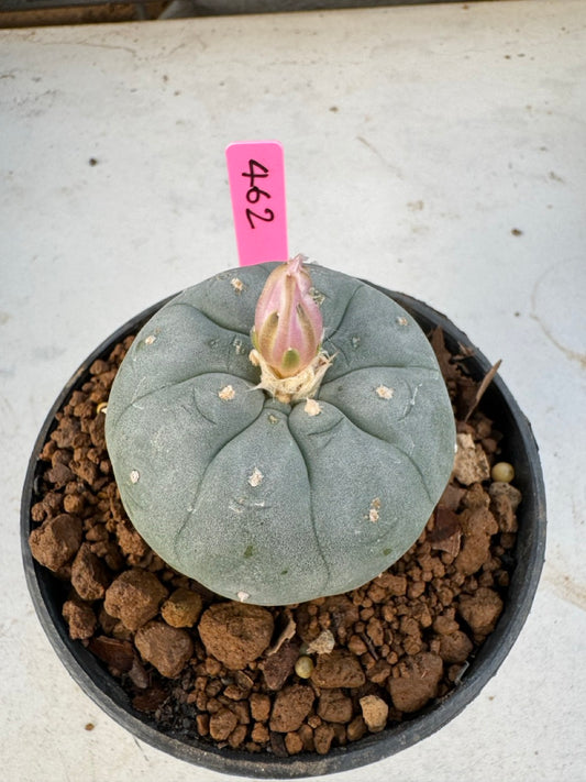 Lophophora williamsii size 5-6 cm own root