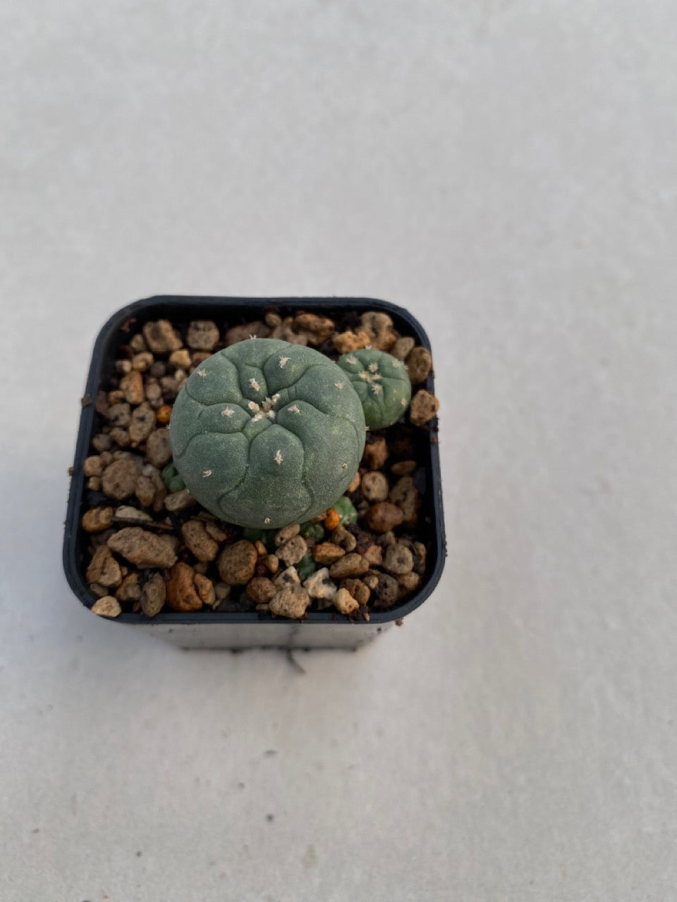 Lophophora williamsii size 4-5 cm ownroot