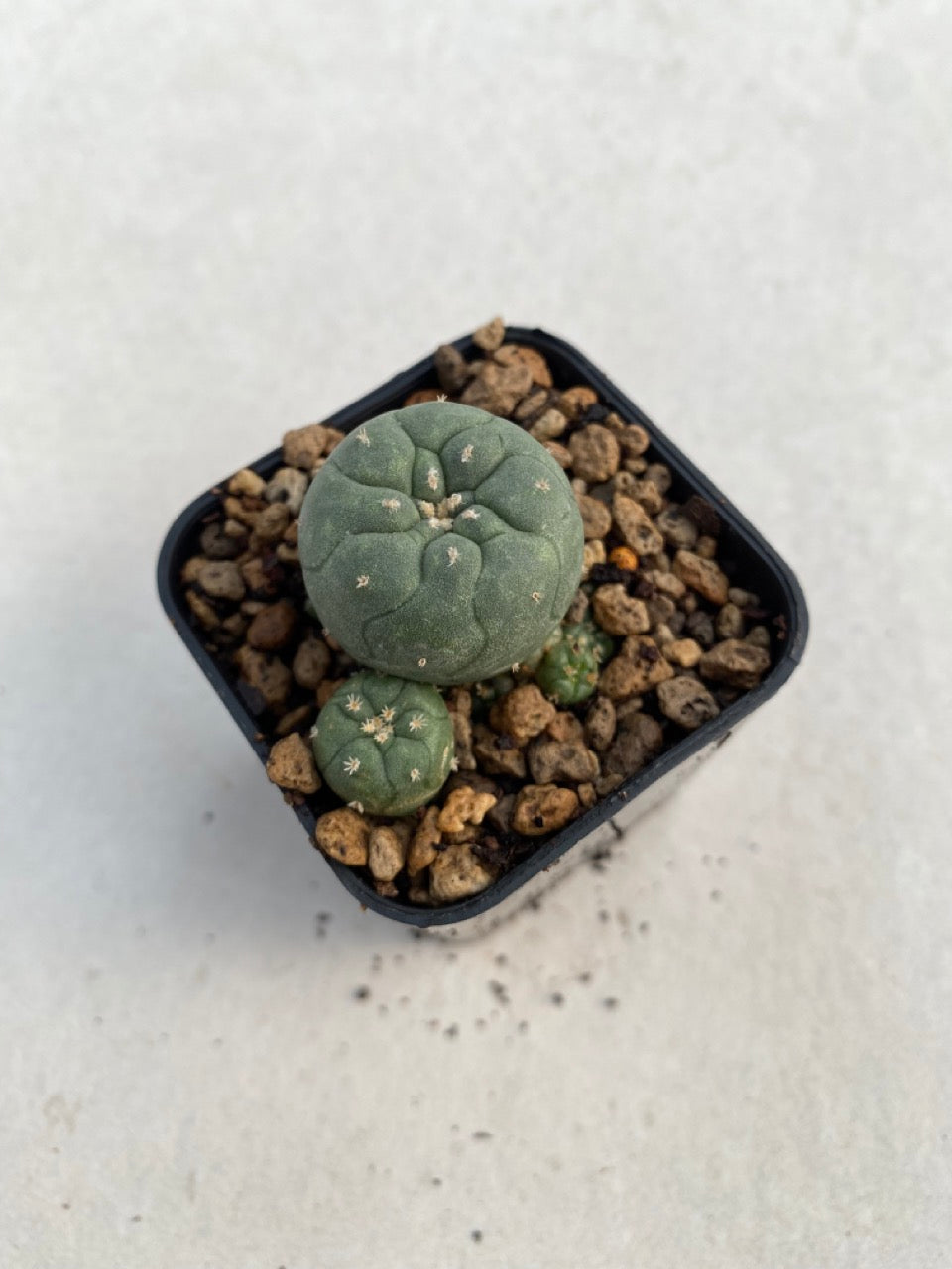 Lophophora williamsii size 4-5 cm ownroot