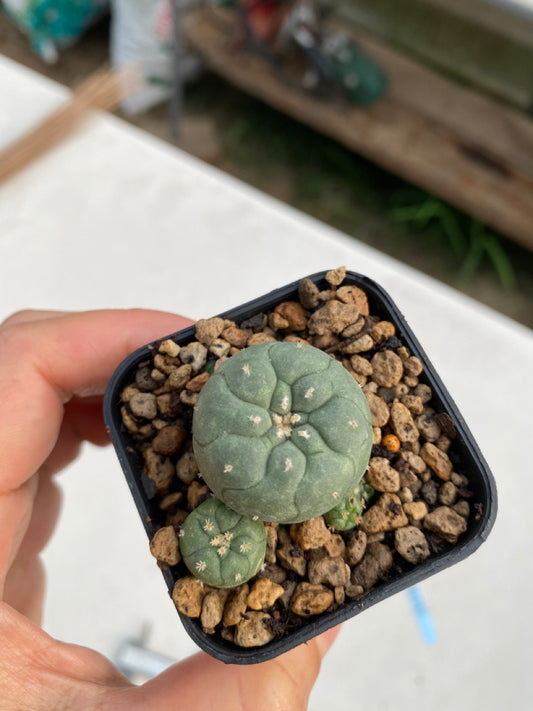 Lophophora williamsii size 4-5 cm ownroot