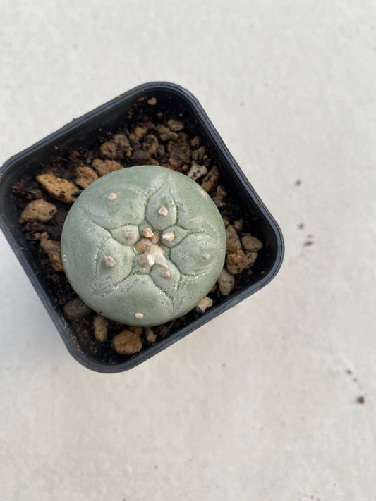 Lophophora williamsii size 4-5 cm ownroot