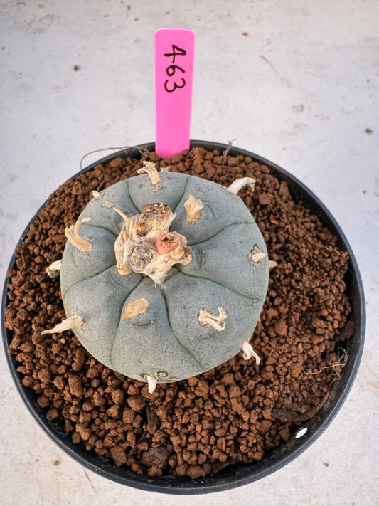 Lophophora williamsii size 5-6 cm own root