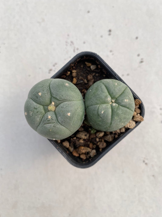 Lophophora williamsii size 4-5 cm ownroot