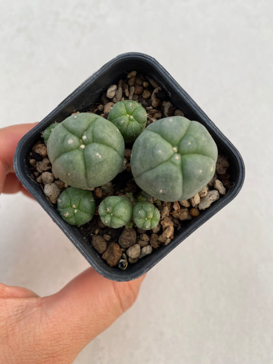 Lophophora williamsii size 4-5 cm ownroot