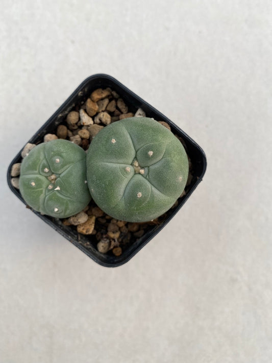 Lophophora williamsii size 4-5 cm ownroot