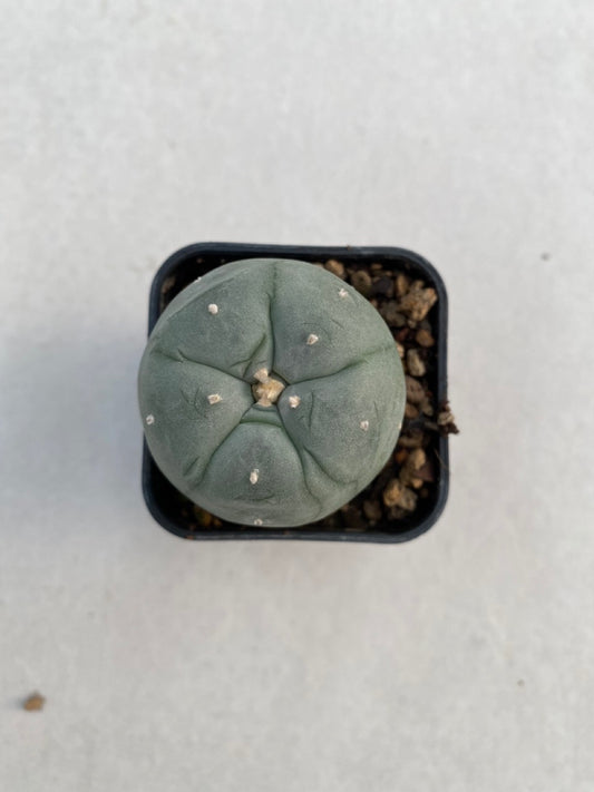 Lophophora williamsii size 4-5 cm ownroot