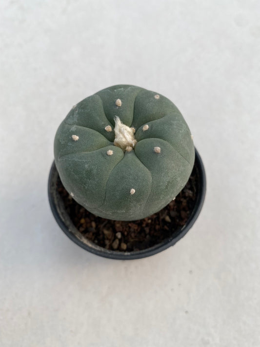 Lophophora williamsii size 4-5 cm ownroot