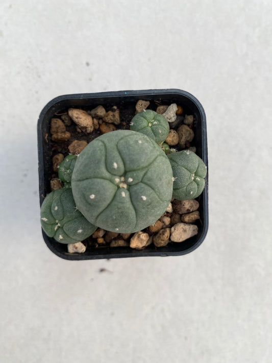 Lophophora williamsii size 4-5 cm ownroot