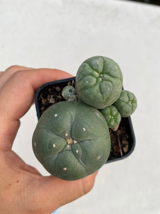 Lophophora williamsii size 4-5 cm ownroot