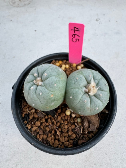 Lophophora Fricii Twin size 5-6 cm own root