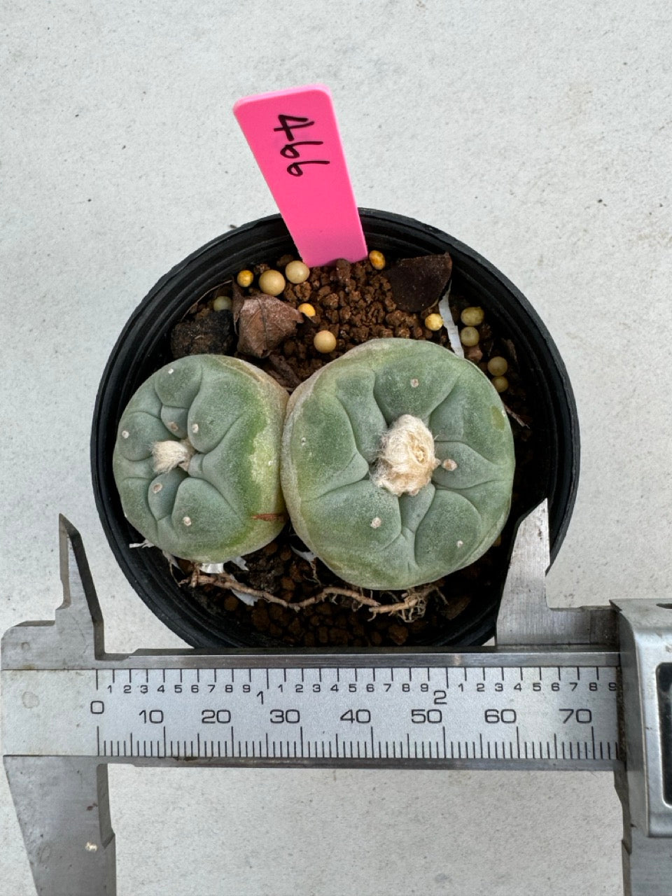 Lophophora Fricii Twin size 5-6 cm own root