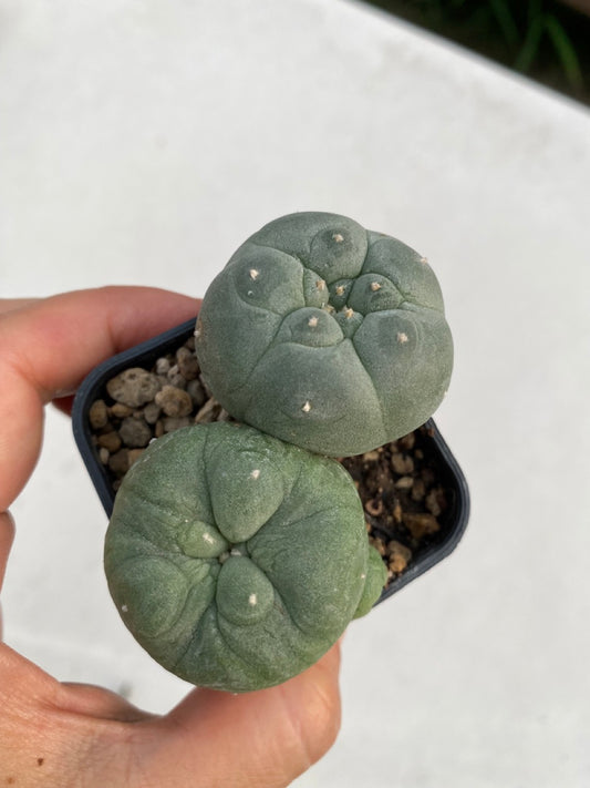 Lophophora williamsii size 4-5 cm ownroot