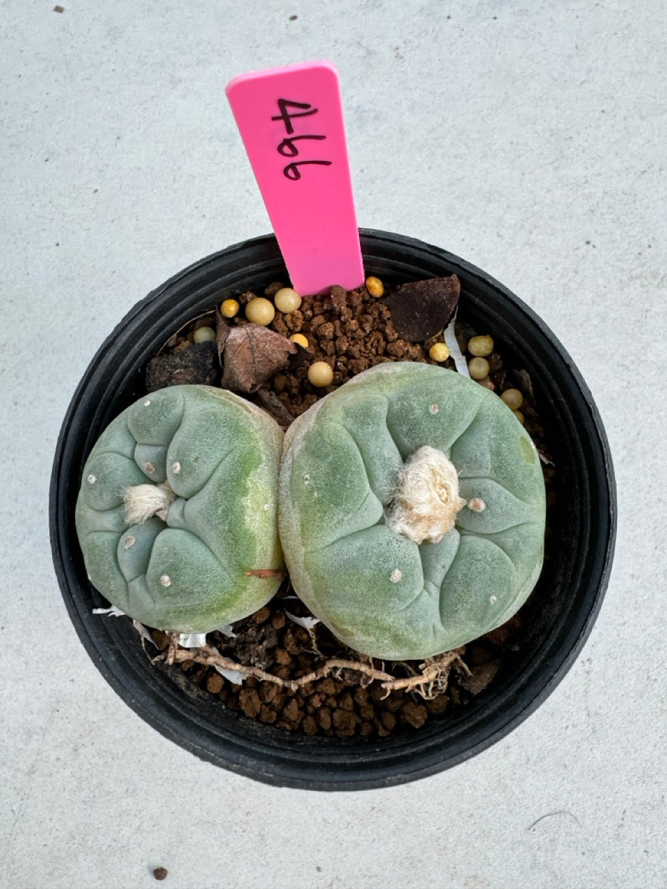 Lophophora Fricii Twin size 5-6 cm own root