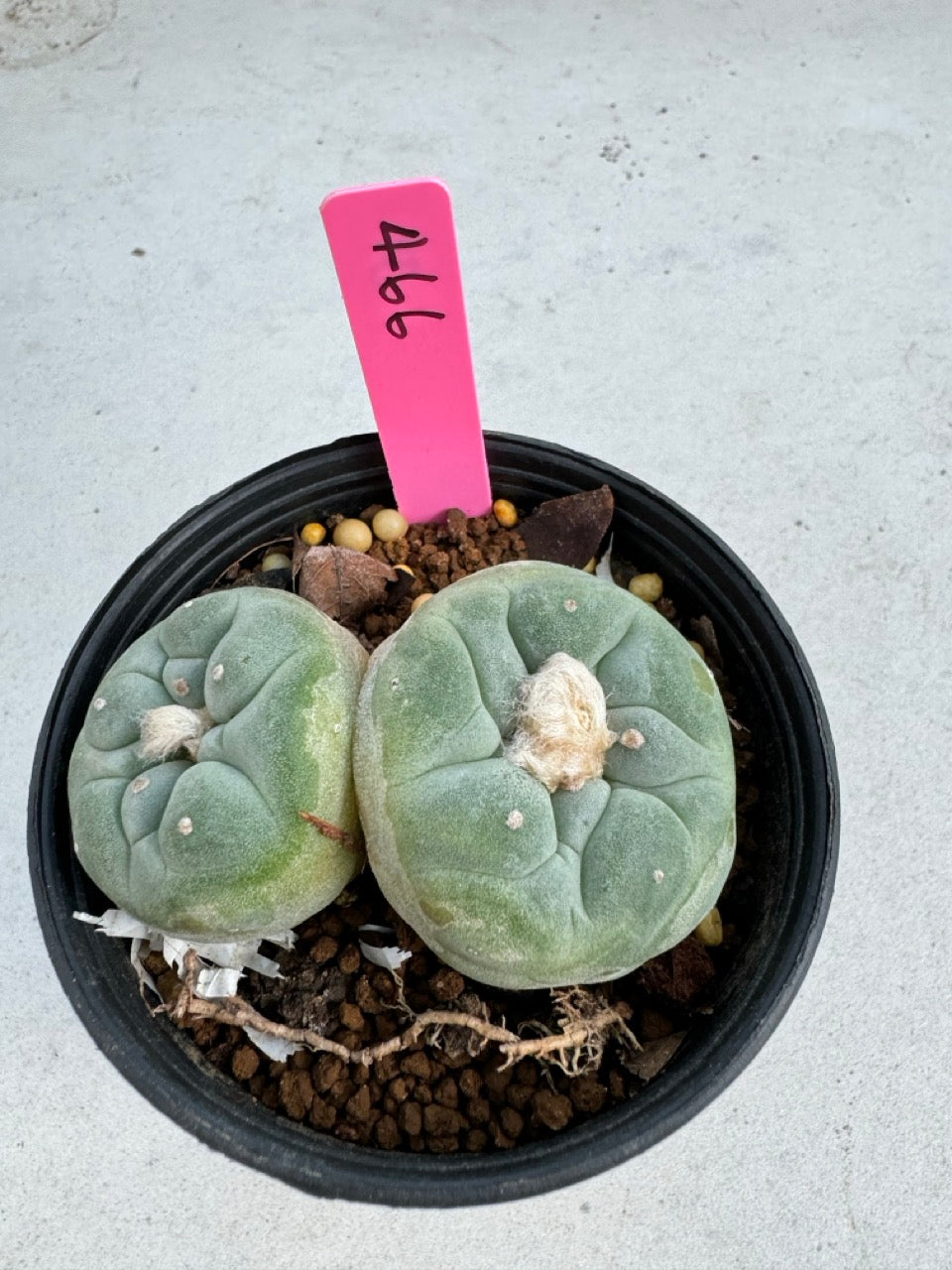 Lophophora Fricii Twin size 5-6 cm own root