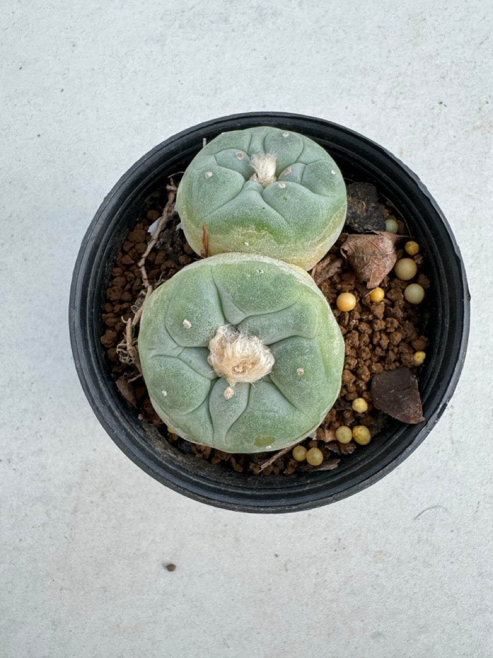 Lophophora Fricii Twin size 5-6 cm own root