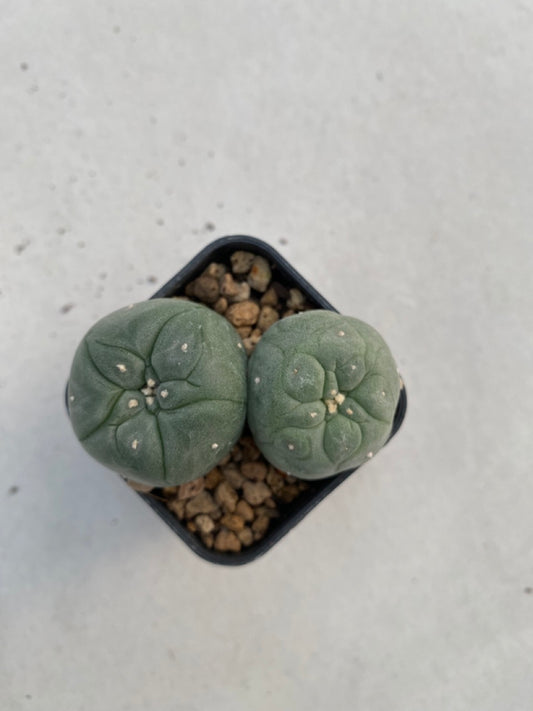 Lophophora williamsii size 4-5 cm ownroot