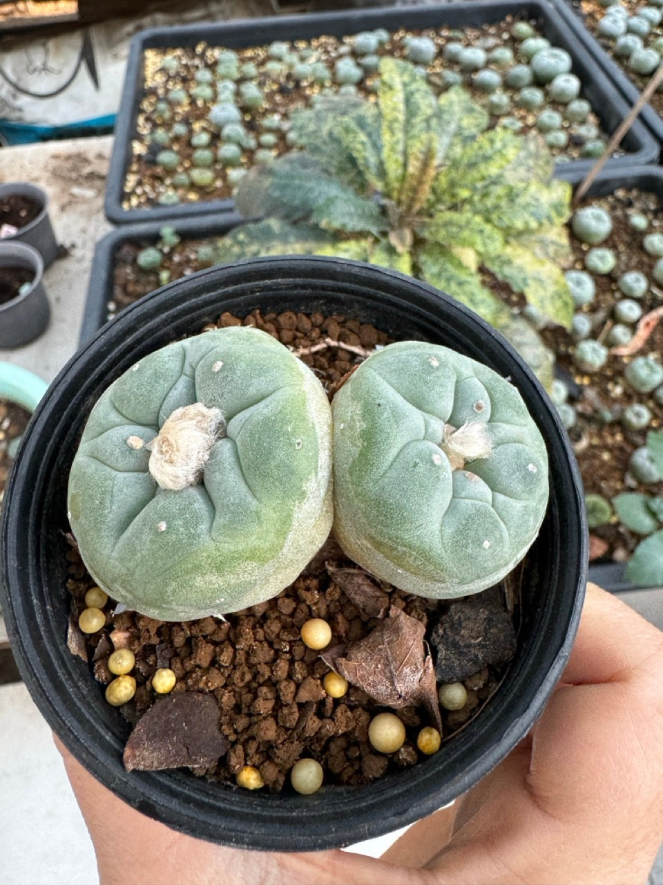 Lophophora Fricii Twin size 5-6 cm own root