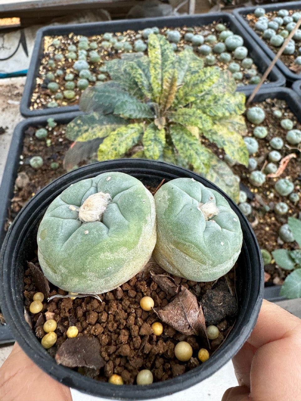 Lophophora Fricii Twin size 5-6 cm own root