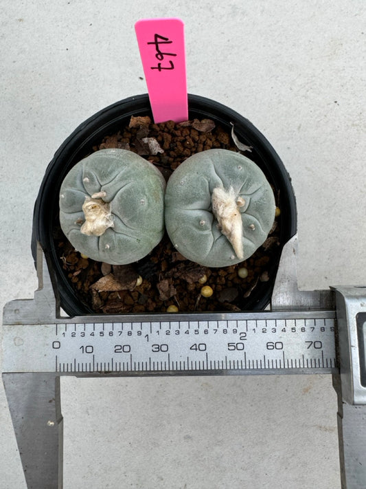 Lophophora Fricii Twin size 5-6 cm own root