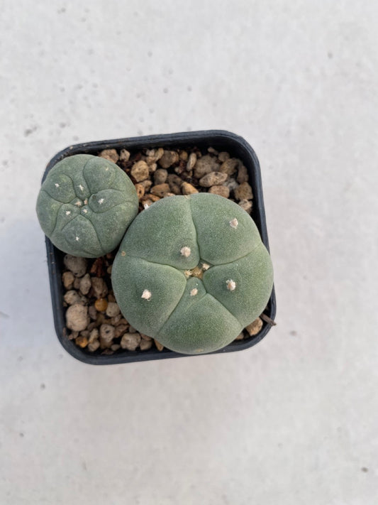 Lophophora williamsii size 4-5 cm ownroot