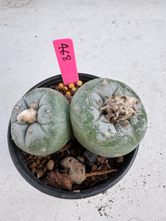 Lophophora Fricii Twin size 5-6 cm own root