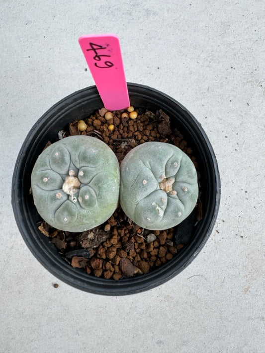 Lophophora Fricii Twin size 5-6 cm own root