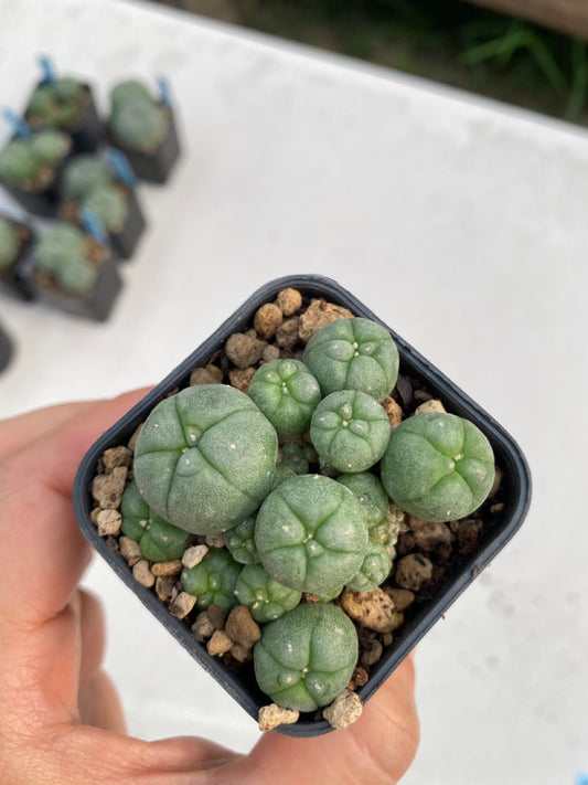 Lophophora williamsii size 4-5 cm ownroot