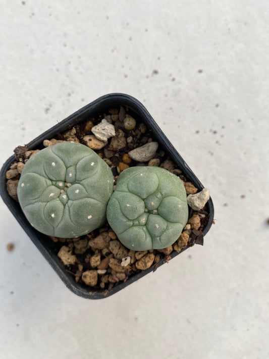 Lophophora williamsii size 4-5 cm ownroot