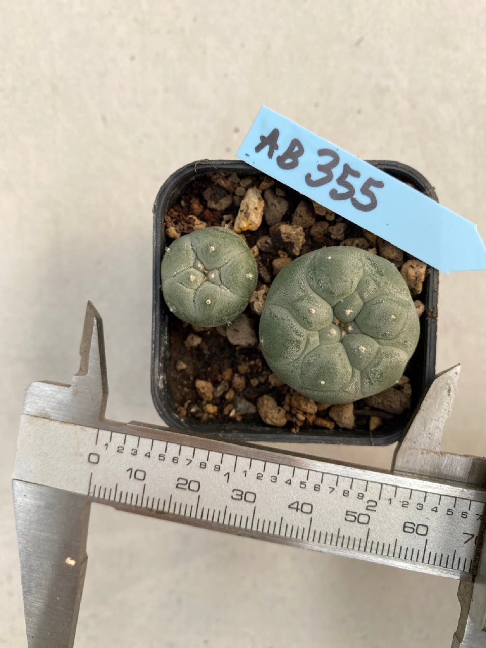 Lophophora williamsii size 4-5 cm ownroot