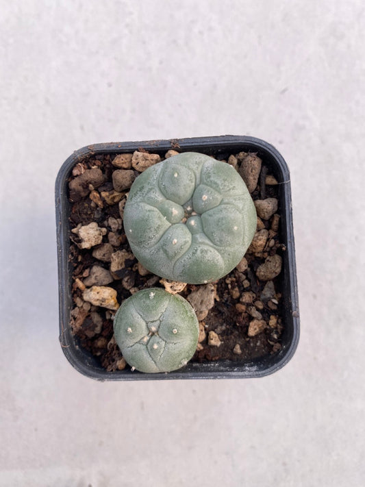 Lophophora williamsii size 4-5 cm ownroot