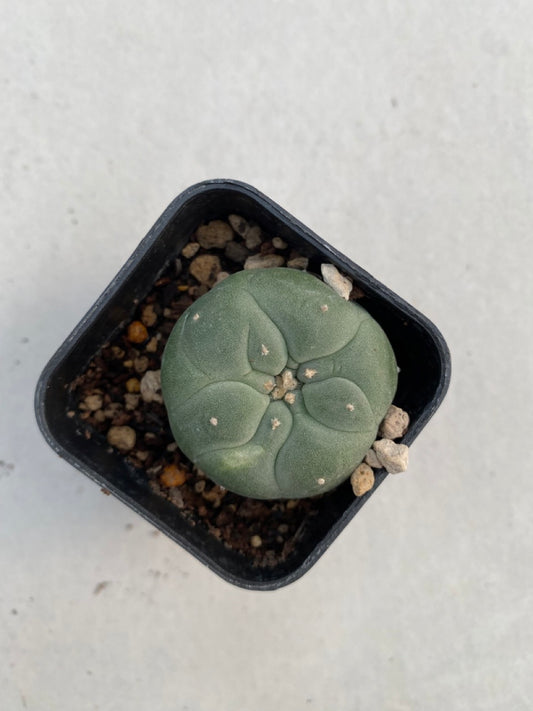 Lophophora williamsii size 4-5 cm ownroot