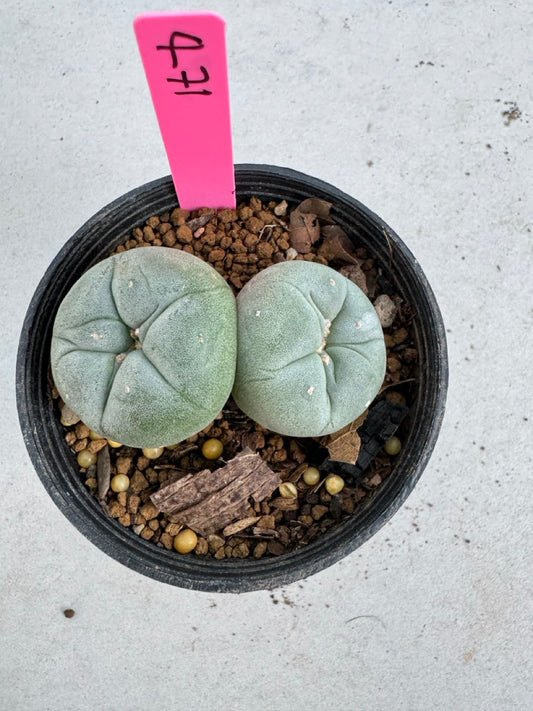 Lophophora Fricii Twin size 5-6 cm own root