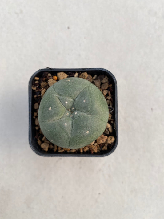 Lophophora williamsii size 4-5 cm ownroot