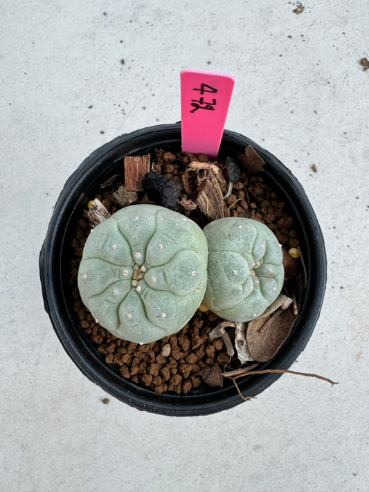 Lophophora Fricii Twin size 5-6 cm own root