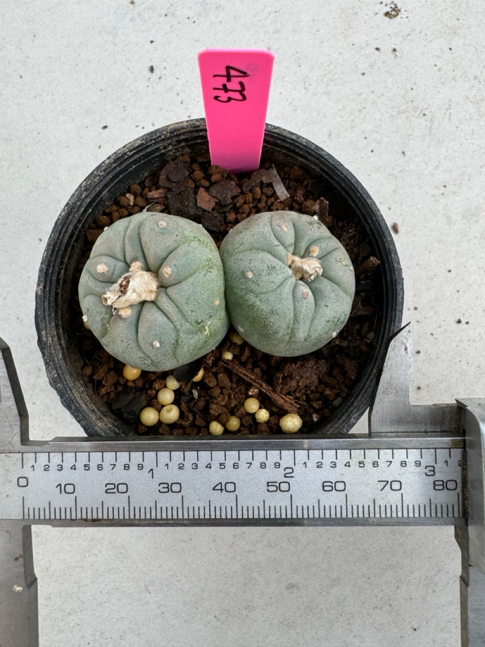 Lophophora Fricii Twin size 5-6 cm own root