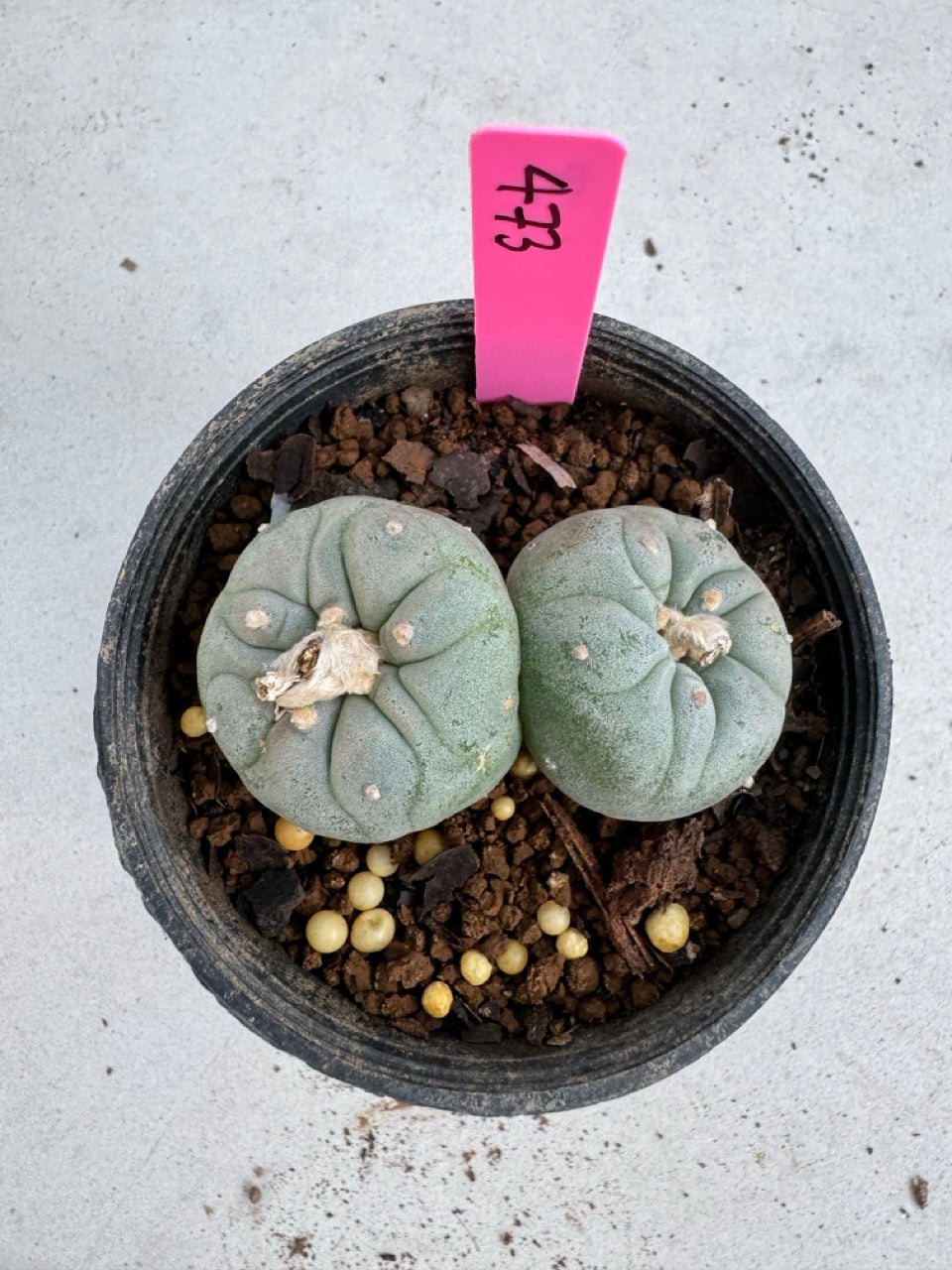 Lophophora Fricii Twin size 5-6 cm own root