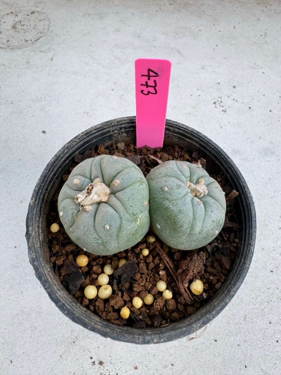 Lophophora Fricii Twin size 5-6 cm own root